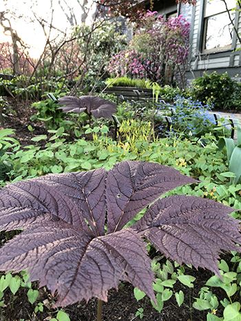 Maroon leaves