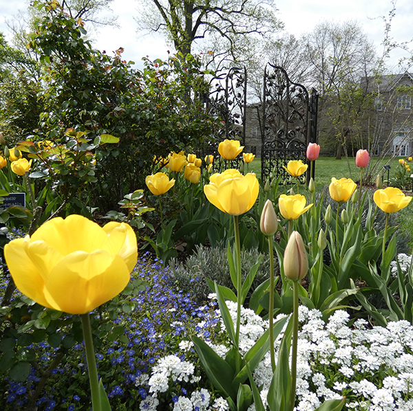 Yellow tulips in bloom in the Dean Bond Rose Garden.