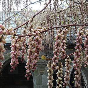 Stachyurus block