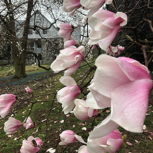 pink magnolia block