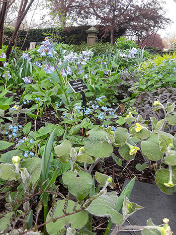 mixed spring ephemeral planting