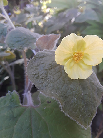 Yellow flower over fuzzy leaf