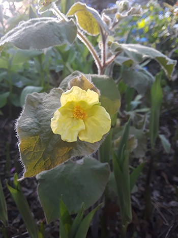 yellow flower in the garden