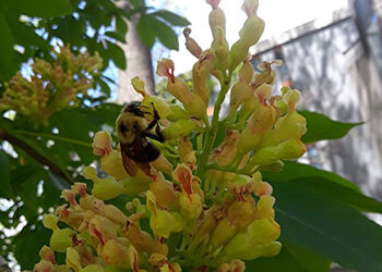 Plants of the Week: May 11