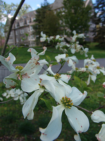 white dogwood flowers