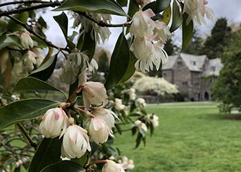 Plant of the Week: April 27