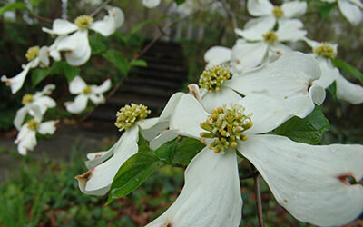Plant of the Month: Cornus florida