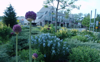 #BranchOut: Planting Succession in the Roundabout