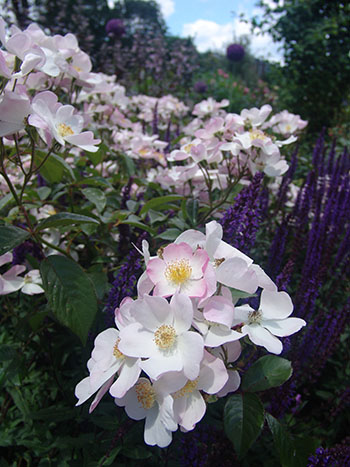 single white rose blooms
