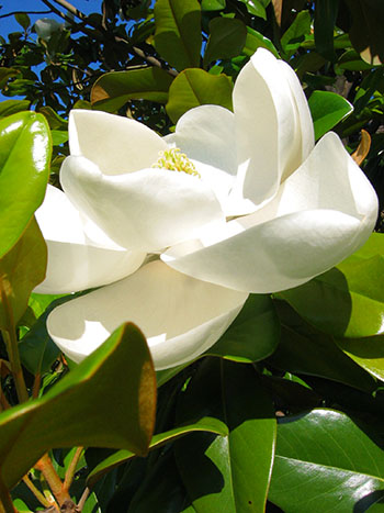 white creamy flower
