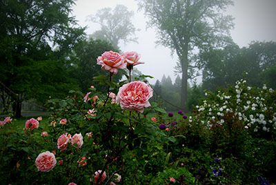 pink English rose