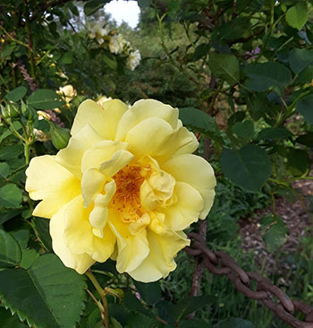 yellow semi-double rose bloom