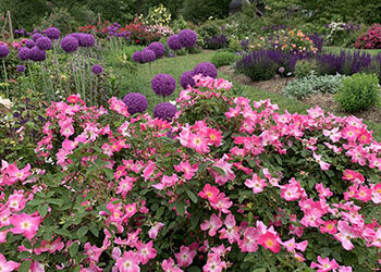 #BranchOut: Our Favorite Roses