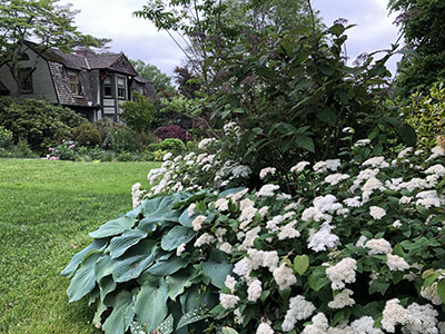 hydrangea blue kazoo spirea