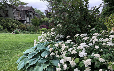 Plant of the Week: June 8