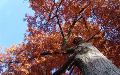 #BranchOut: Big Trees