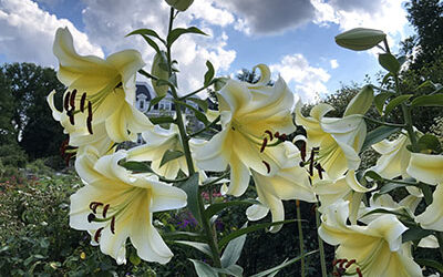 Plants of the Week: July 20