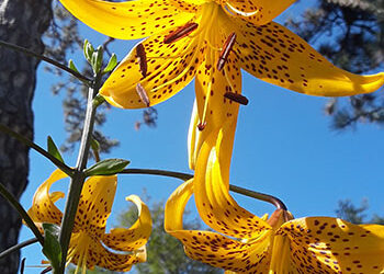Plant of the Week: July 13