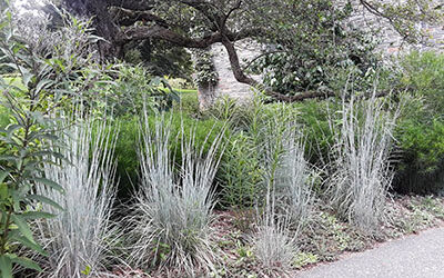 Plant of the Week: July 27