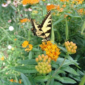 Butterfly box