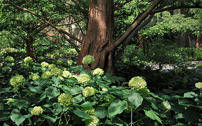 Plants of the Week: Aug 10