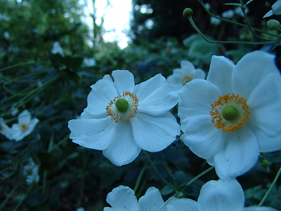 The flowers of Anemone x hybrida ‘Honorine Jobert’ feature single to semi-double overlapping white tepals (the petals and sepals are indistinguishable), and abundant orange-yellow stamens surrounding a chartreuse pistil.