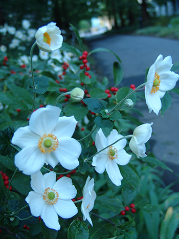 The white flowers do an excellent job brightening up a part-shade garden, accentuating the brightly colored stamens.