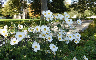 Plants of the Month: Anemone x hybrida ‘Honorine Jobert’