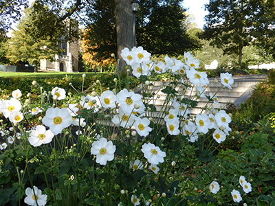 Plants of the Month: Anemone x hybrida 'Honorine Jobert' | Scott Arboretum