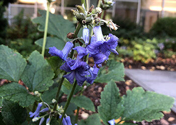 Plants of the Week: Sept. 14