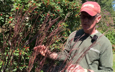 Gardener’s Almanac: Sept. 21 – Ornamental Grasses