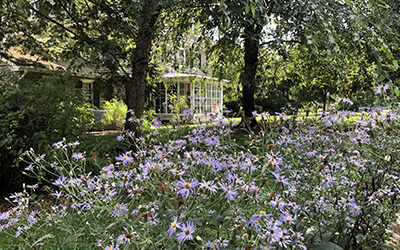 Plants of the Week: Aug. 31