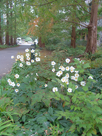 Plants of the Month: Anemone x hybrida 'Honorine Jobert' | Scott Arboretum