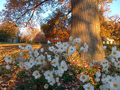 The many positive attributes of this anemone have garnered it the honor of the 2016 Perennial Plant Association’s Perennial of the Year.