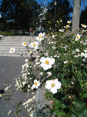 Japanese anemones possess an air of elegance