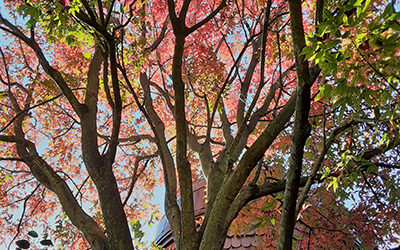 Plant of the Week: October 26