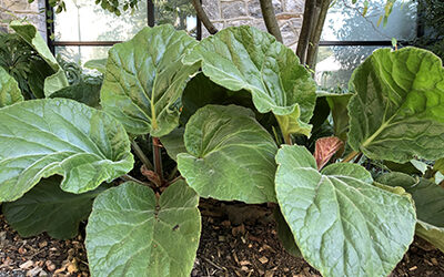 Plant of the Week: September 28