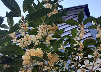 Plants of the Week: October 12