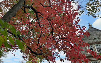 Plant of the Month: Oxydendrum arboreum