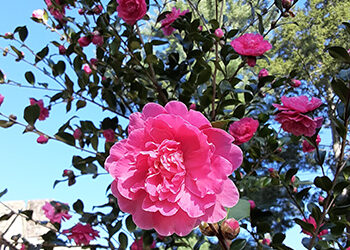 Plants of the Week: November 9