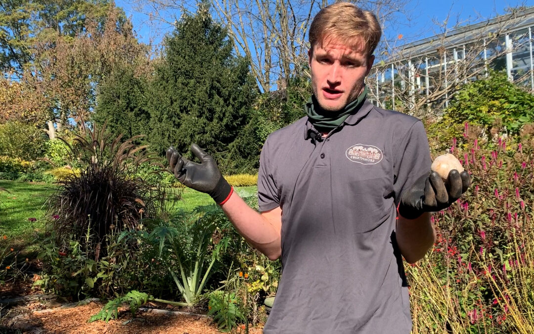 Gardener’s Almanac: Nov. 3 – Planting Fall Bulbs