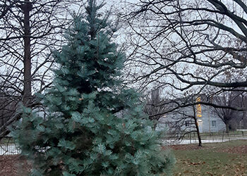 Plants (& Color) of the Week: December 21