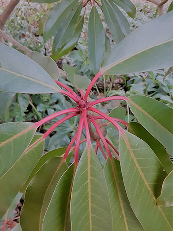 red petioles on green leaves