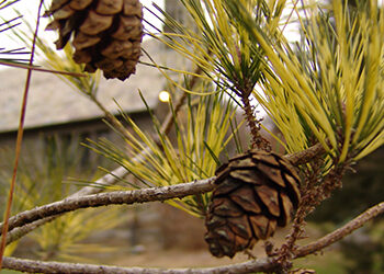 Plants (& Colors) of the Week: December 14