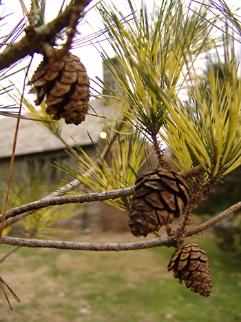 cones and variegated needles