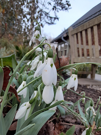 white snowdrop flowers