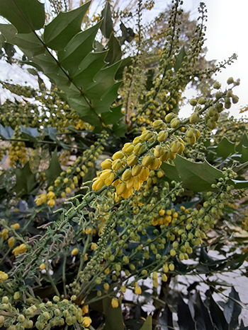 yellow flowers