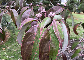 Plants of the Week: January 4