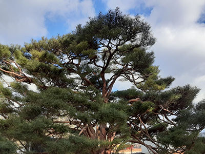 Pinus densiflora 'Umbraculifera' 