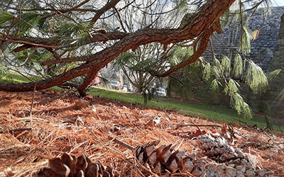 Plants of the Week: Jan. 25